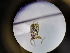  ( - B3_WB2238)  @11 [ ] CreativeCommons  Attribution Share-Alike (2021) M. Volf Biology Center CAS, Institute of Entomology