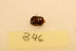  ( - B46_WB2827)  @11 [ ] CreativeCommons  Attribution Share-Alike (2022) M. Volf Biology Center CAS, Institute of Entomology