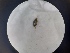  ( - B71_WB2771)  @11 [ ] CreativeCommons  Attribution Share-Alike (2023) M. Volf Biology Center CAS, Institute of Entomology