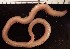  ( - B02_1487014)  @11 [ ] CreativeCommons  Attribution Non-Commercial (2018) Unspecified The Smithsonian Institution National Museum of Natural History, Department of Invertebrate Zoology