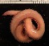  ( - B02_1487014)  @11 [ ] CreativeCommons  Attribution Non-Commercial (2018) Unspecified The Smithsonian Institution National Museum of Natural History, Department of Invertebrate Zoology