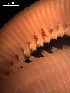  ( - B02_1487014)  @11 [ ] CreativeCommons  Attribution Non-Commercial (2018) Unspecified The Smithsonian Institution National Museum of Natural History, Department of Invertebrate Zoology