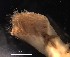  ( - C04_1487026)  @11 [ ] CreativeCommons  Attribution Non-Commercial (2018) Unspecified The Smithsonian Institution National Museum of Natural History, Department of Invertebrate Zoology
