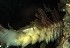  ( - C04_1487026)  @11 [ ] CreativeCommons  Attribution Non-Commercial (2018) Unspecified The Smithsonian Institution National Museum of Natural History, Department of Invertebrate Zoology