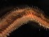  ( - C04_1487026)  @11 [ ] CreativeCommons  Attribution Non-Commercial (2018) Unspecified The Smithsonian Institution National Museum of Natural History, Department of Invertebrate Zoology
