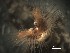  ( - F05_1487032)  @11 [ ] CreativeCommons  Attribution Non-Commercial (2018) Unspecified The Smithsonian Institution National Museum of Natural History, Department of Invertebrate Zoology