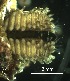  ( - G05_1487033)  @11 [ ] CreativeCommons  Attribution Non-Commercial (2018) Unspecified The Smithsonian Institution National Museum of Natural History, Department of Invertebrate Zoology