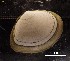  ( - B06_1487036)  @11 [ ] CreativeCommons  Attribution Non-Commercial (2018) Unspecified The Smithsonian Institution National Museum of Natural History, Department of Invertebrate Zoology
