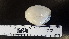  (Rexithaerus - OIMB_054)  @11 [ ] CreativeCommons  Attribution Non-Commercial (2018) Unspecified The Smithsonian Institution National Museum of Natural History, Department of Invertebrate Zoology