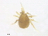  (Platyseius n. sp. 1 - BIOUG31160-B09)  @11 [ ] CreativeCommons - Attribution (2016) CBG Photography Group Centre for Biodiversity Genomics