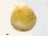  ( - BIOUG31160-G12)  @11 [ ] CreativeCommons - Attribution (2016) CBG Photography Group Centre for Biodiversity Genomics