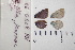  ( - RVcoll.13-S441)  @12 [ ] Butterfly Diversity and Evolution Lab (2014) Roger Vila Institute of Evolutionary Biology