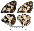  ( - RVcoll.13-S467)  @12 [ ] Butterfly Diversity and Evolution Lab (2014) Roger Vila Institute of Evolutionary Biology