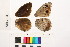  ( - RVcoll.14-D903)  @12 [ ] Butterfly Diversity and Evolution Lab (2014) Roger Vila Institute of Evolutionary Biology