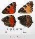  ( - RVcoll.13-T222)  @11 [ ] Copyright (2024) Unspecified Institut de Biologia Evolutiva (CSIC-UPF), Butterfly Diversity and Evolution Lab