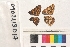  ( - RVcoll.090211SD17)  @12 [ ] Butterfly Diversity and Evolution Lab (2014) Roger Vila Institute of Evolutionary Biology