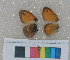  ( - RVcoll.09-T544)  @12 [ ] Butterfly Diversity and Evolution Lab (2014) Roger Vila Institute of Evolutionary Biology