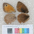  ( - RVcoll.12-N774)  @11 [ ] Butterfly Diversity and Evolution Lab (2014) Roger Vila Institute of Evolutionary Biology