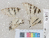  ( - RVcoll.12-P698)  @12 [ ] Butterfly Diversity and Evolution Lab (2014) Roger Vila Institute of Evolutionary Biology