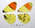  (Anthocharis euphenoides - RVcoll.10-A517)  @13 [ ] Unspecified (default): All Rights Reserved  Unspecified Unspecified