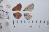  ( - RVcoll.06-A051)  @12 [ ] Copyright (2012) Roger Vila Institute of Evolutionary Biology