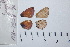  ( - RVcoll.06-A052)  @12 [ ] Copyright (2012) Roger Vila Institute of Evolutionary Biology