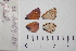  ( - RVcoll.06-A069)  @12 [ ] Copyright (2012) Roger Vila Institute of Evolutionary Biology