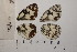  ( - RVcoll.11-F856)  @12 [ ] Copyright (2012) Roger Vila Institute of Evolutionary Biology
