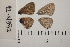 ( - RVcoll.150308GV92)  @12 [ ] Butterfly Diversity and Evolution Lab (2014) Roger Vila Institute of Evolutionary Biology