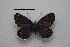  ( - RVcoll.06-V802)  @12 [ ] Copyright (2012) Roger Vila Institute of Evolutionary Biology