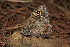  ( - RVcoll.14-D924)  @12 [ ] Butterfly Diversity and Evolution Lab (2014) Roger Vila Institute of Evolutionary Biology