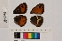  ( - RVcoll.13-S488)  @12 [ ] Butterfly Diversity and Evolution Lab (2014) Roger Vila Institute of Evolutionary Biology
