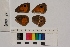  ( - RVcoll.13-S489)  @12 [ ] Butterfly Diversity and Evolution Lab (2014) Roger Vila Institute of Evolutionary Biology