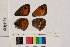  ( - RVcoll.13-S490)  @12 [ ] Butterfly Diversity and Evolution Lab (2014) Roger Vila Institute of Evolutionary Biology