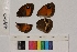  ( - RVcoll.13-S491)  @12 [ ] Butterfly Diversity and Evolution Lab (2014) Roger Vila Institute of Evolutionary Biology