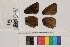  ( - RVcoll.13-S581)  @12 [ ] Butterfly Diversity and Evolution Lab (2014) Roger Vila Institute of Evolutionary Biology
