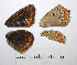  ( - RVcoll.08-L421)  @12 [ ] Butterfly Diversity and Evolution Lab (2014) Roger Vila Institute of Evolutionary Biology