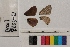  ( - RVcoll.13-S923)  @12 [ ] Butterfly Diversity and Evolution Lab (2014) Roger Vila Institute of Evolutionary Biology