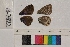  ( - RVcoll.13-T822)  @12 [ ] Butterfly Diversity and Evolution Lab (2014) Roger Vila Institute of Evolutionary Biology
