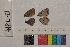  ( - RVcoll.13-T844)  @12 [ ] Butterfly Diversity and Evolution Lab (2014) Roger Vila Institute of Evolutionary Biology