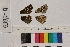  ( - RVcoll.13-U053)  @12 [ ] Butterfly Diversity and Evolution Lab (2014) Roger Vila Institute of Evolutionary Biology