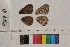  ( - RVcoll.14-A205)  @12 [ ] Butterfly Diversity and Evolution Lab (2014) Roger Vila Institute of Evolutionary Biology