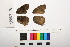  ( - RVcoll.09-X784)  @12 [ ] Butterfly Diversity and Evolution Lab (2014) Roger Vila Institute of Evolutionary Biology