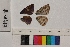  ( - RVcoll.14-A413)  @12 [ ] Butterfly Diversity and Evolution Lab (2014) Roger Vila Institute of Evolutionary Biology