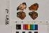  ( - RVcoll.14-B073)  @12 [ ] Butterfly Diversity and Evolution Lab (2014) Roger Vila Institute of Evolutionary Biology