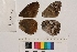  ( - RVcoll.14-B094)  @12 [ ] Butterfly Diversity and Evolution Lab (2014) Roger Vila Institute of Evolutionary Biology