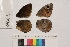  ( - RVcoll.14-B140)  @12 [ ] Butterfly Diversity and Evolution Lab (2014) Roger Vila Institute of Evolutionary Biology