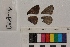  ( - RVcoll.14-B193)  @12 [ ] Butterfly Diversity and Evolution Lab (2014) Roger Vila Institute of Evolutionary Biology