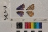  ( - RVcoll.14-B304)  @12 [ ] Butterfly Diversity and Evolution Lab (2014) Roger Vila Institute of Evolutionary Biology