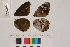  ( - RVcoll.14-B444)  @12 [ ] Butterfly Diversity and Evolution Lab (2014) Roger Vila Institute of Evolutionary Biology